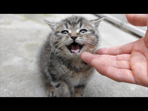 I brought two stray kittens to the yard. They kept meowing and seemed to be looking for their mother