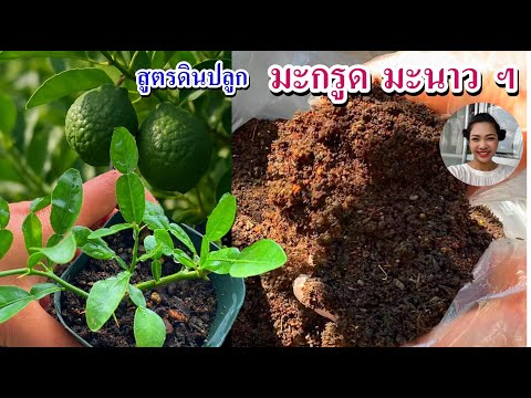 สูตรดินปลูกมะนาว มะกรูด โตไว รากแน่น ให้ผลดี ปลูกได้ทุกฤดู