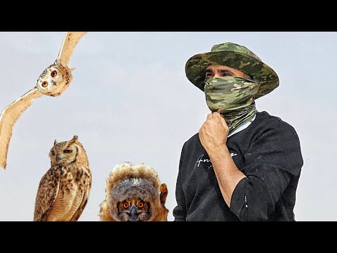 الجزء الثاني /📸 توثيق مذهل للحياة البرية | البومة النسرية عن قرب 🦉