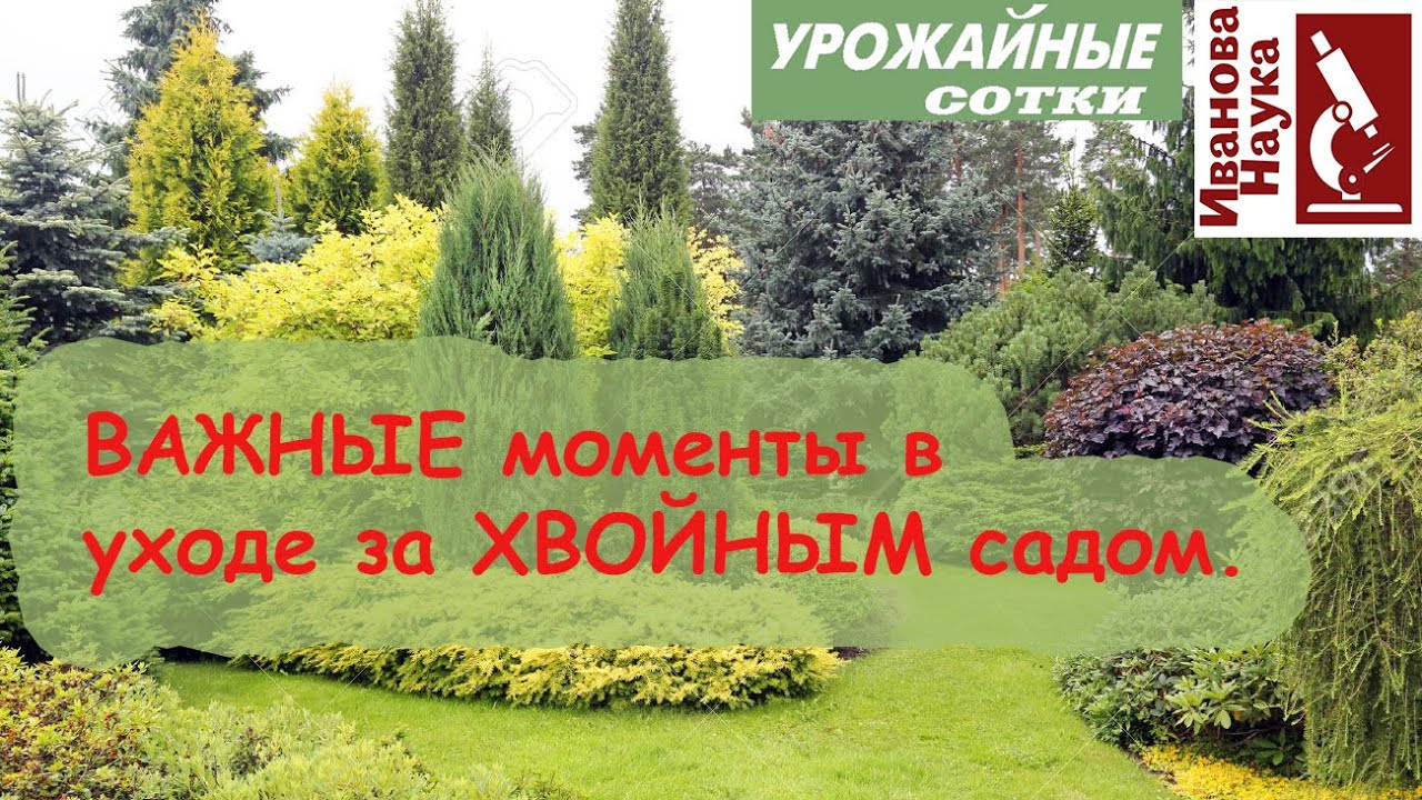 Для пышного роста и долговечности! Шпаргалка по осеннему осмотру и подкормке хвойных