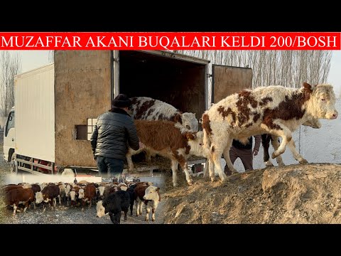 MUZAFFAR AKANI BUQALARI KELDI YANGI YILGA NARXLARNI TUSHURVORDI ARZON NARXDA