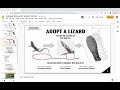 Lizard Climbing Abilities and Adaptations