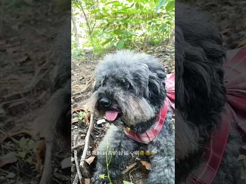 प्यारा उदास कुत्ता 😍 Cute Sad Dog #sad #youtubeshorts #viralvideo #dog #puppy #emotional