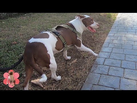 My pitbull dog loves going on a walk, she is obsessed with hunting