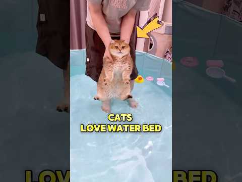 These cats love the water bed