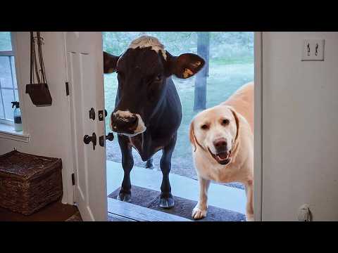 QUANDO SEU ANIMAL DE ESTIMAÇÃO TRAZ UM AMIGO PARA CASA