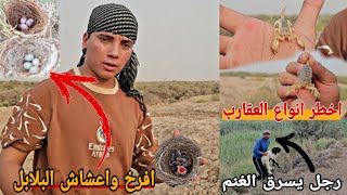 البحث عن عقرب 🦂 التلال الذهبي +افراخ واعشاش البلابل
