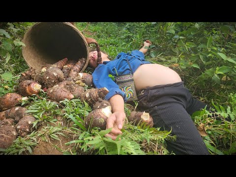 Harvesting taro to sell at the market, making delicious taro bone stew, taking care of pets