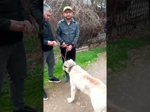 Рузмат укамизага питомник Принцдан совга✊🏻