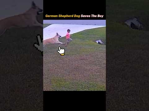 German Shepherd Dog Saves Boy From a Doberman #viralshorts #viralytshorts #shorts #viralvideo
