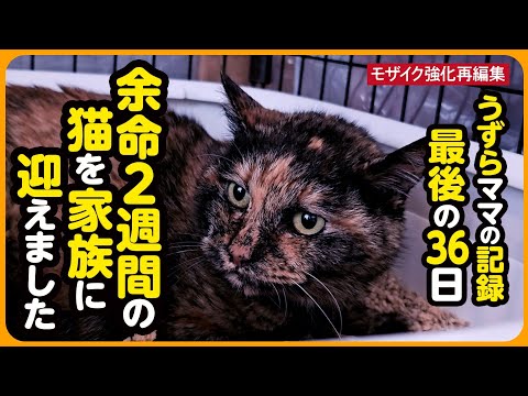 【涙…涙…】2週間の余命宣告を乗り越え、懸命に生きたうずらちゃん...36日間の軌跡