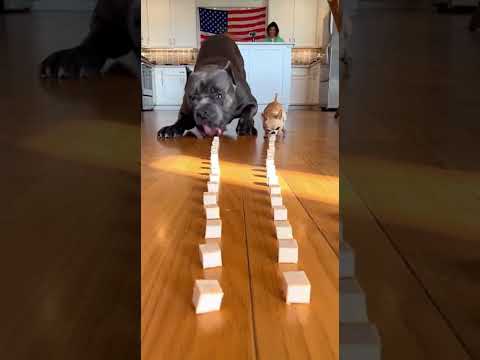 USA Endless Food Challenge… Tiny Chihuahua vs Giant Dog 🤯🐶🇺🇸🔥