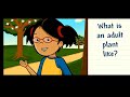 Plant Life Cycle and Seed Dispersal