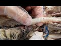 Respiratory System of Cats Quiz