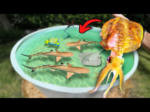 Buying GIANT Squid and Feeding it to My Saltwater Pond!