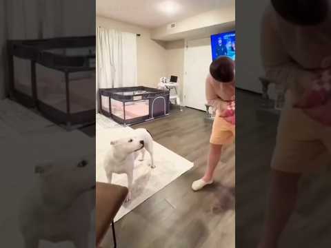 #dog #puppy #love #funnyanimals #baby #shortsvideo #shorts