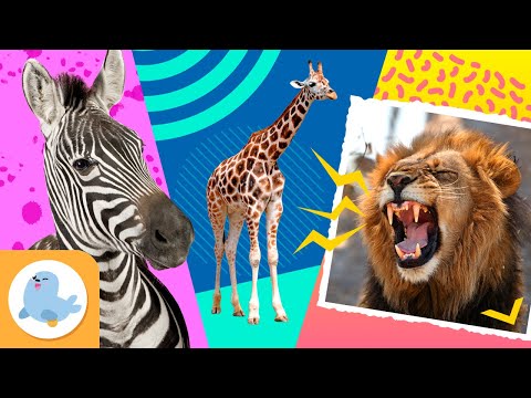 ANIMALES de la SABANA ÁFRICANA 🦁🦓 LEÓN, ​CEBRA y​​ JIRAFA 🦒 Recopilación