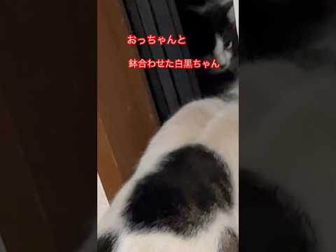 白黒ちゃんとおっちゃん#cat#猫好き#shorts#japan#魚#ねこ#猫#猫動画#ごはん#白黒猫#刺身#おすすめ#かわいい猫#