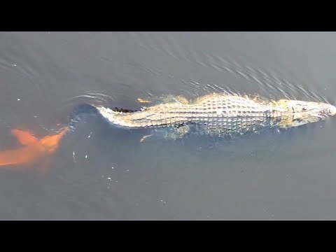 Dolphin Attacks Caiman in Shocking River Encounter