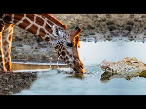 Animal World - How can crocodiles attack giraffes?