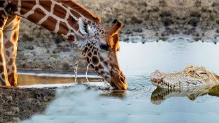 Animal World - How can crocodiles attack giraffes?