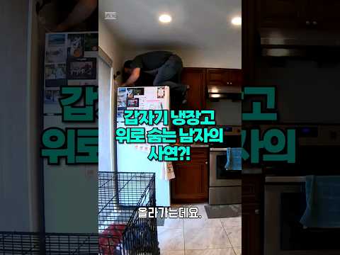 급하게 냉장고 위로 올라간 남성의 최후..  #shortsvideo #shortsvideoviral
