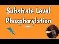 ATP Synthesis Mechanisms in Cellular Respiration