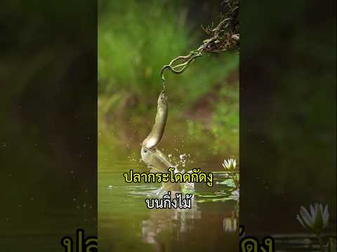 ปลากระโดดกัดงู ที่อยู่บนกิ่งไม้ #งู #ปลา