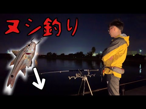 【ヌシ釣り】夜の漁港で生きた魚を餌にしたら、、、まさか過ぎる魚が釣れた