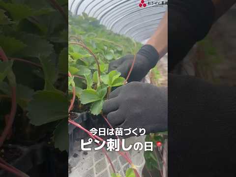 【いちご栽培】ランナーピン刺し📍作業を行いました‼️#shorts