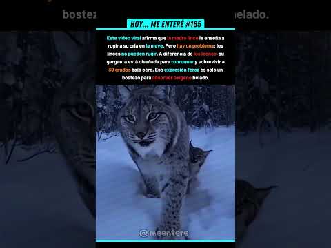 ¡Creíste Que Rugía Pero Es Físicamente Imposible! 😲 165% #lince #mitos #naturaleza