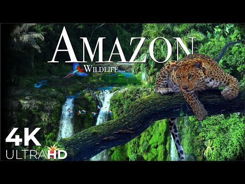 Horizon View in AMAZON - Breathtaking Nature bath Relaxing Music - 4k Video HD Ultra