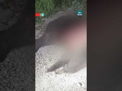 Italian locals outraged after beloved endangered brown bear shot  #italy #bear