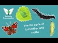 Butterfly and Moth Life Cycle