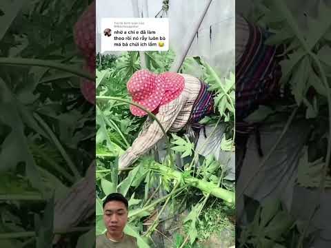 Kỹ Thuật Trồng Đu Đủ nhiều quả tips care Papaya #farmer #farming #agriculture #nongdan #farmtips