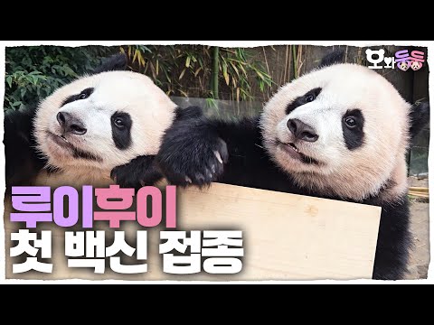 (SUB) [오와둥둥] ep.15 판생 첫 백신접종을 한 루이후이와 러블리한 러부지의 12번째 생일파티🎉│Panda World