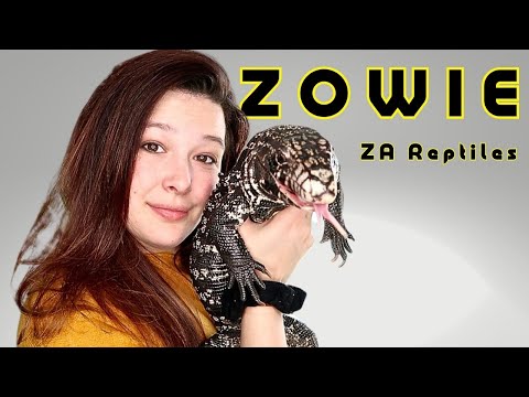 Zowie - ZA Reptiles   The Amazing Life of a Zoo Ed Fellow reptile keepers, get ready to welcome the incredible Zowie to our show! 

We are absolutely