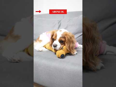 Terapi 🐶🧸💔#köpek