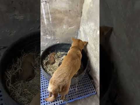 Big yellow puppy walks together with big dogs who don’t love such a little puppy? Chinese pastor