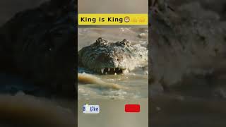 King Is Always King 👑👑👑 subscribe