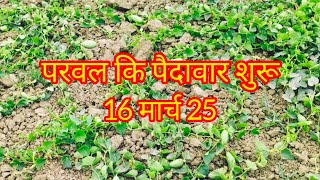 परवल कि पैदावार शुरू 16 मार्च 2025  my vlogs