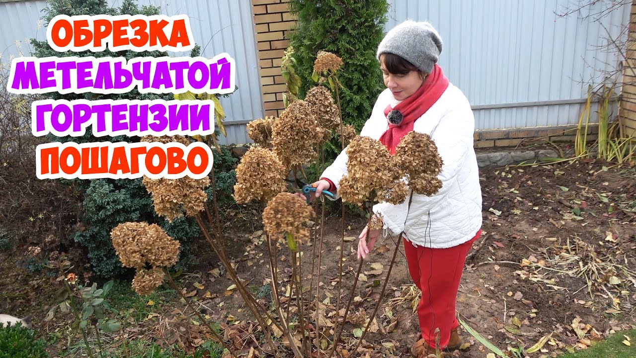 Обрезка метельчатой гортензии разными способами. Обновление гортензии.