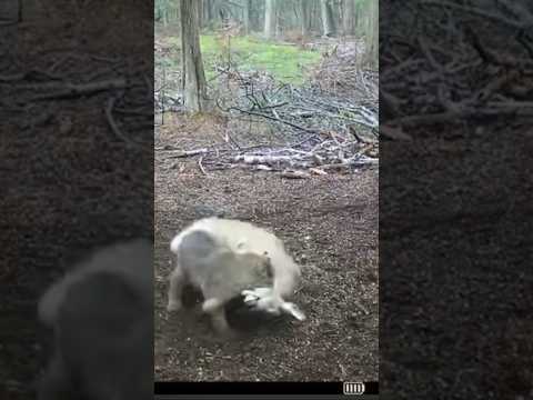 Bobcat Takes Down Deer - Momma Doe Fights Bobcat