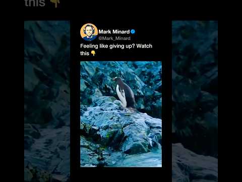 Be like this penguin 🐧