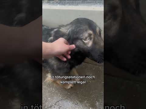 Sie sollten alle getötet werden #shorts #tierschutz