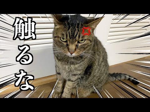 凶暴なメス猫をいやらしい手つきで触ってしまった結果...