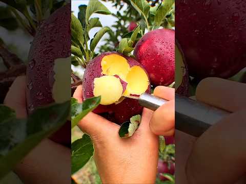 Taste the Freshness of Fruits Expertly Chosen for You 🍉🍓🥭 #shorts #sweets #fresh #fruitsandveggies