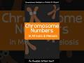 Chromosome Behavior in Mitosis and Meiosis