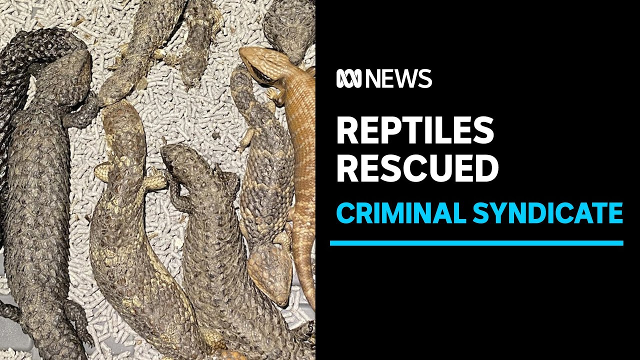 Nearly 260 native Australian Reptiles Bound for Hong Kong Discovered by Police