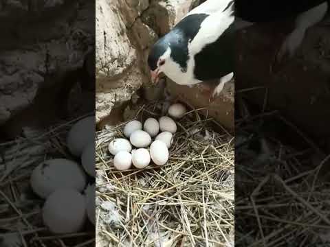 Kabootar eggs || pigeon eggs || kabootar ka Anda🙈🙈 ||#Shorts